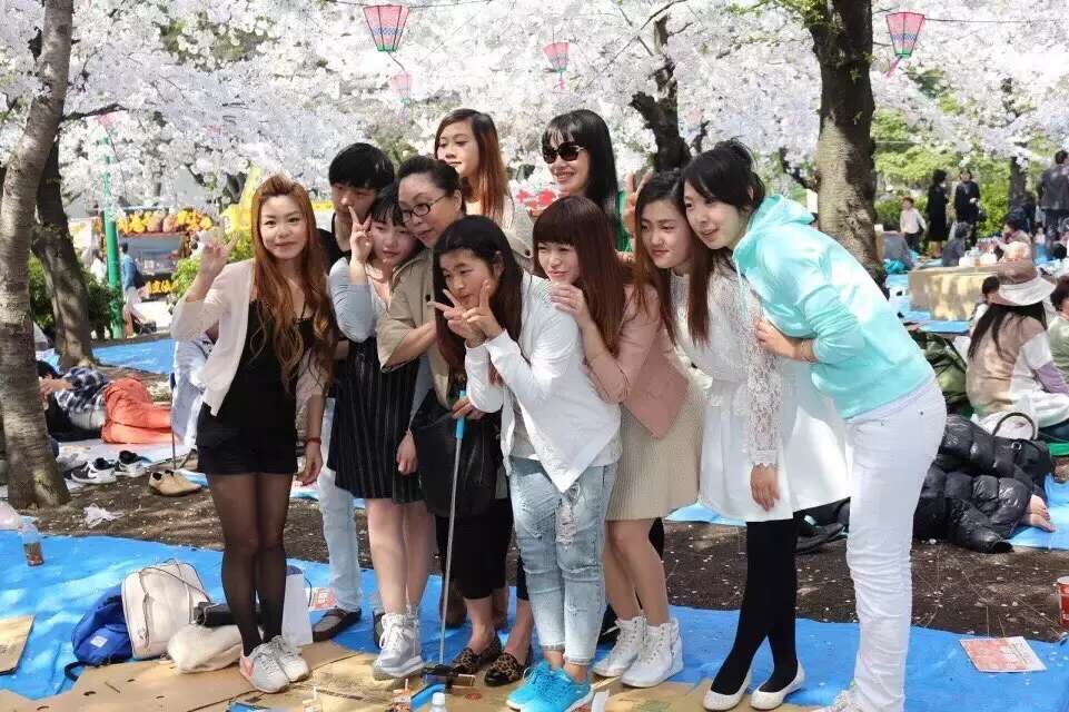 JCC cherry blossom activity